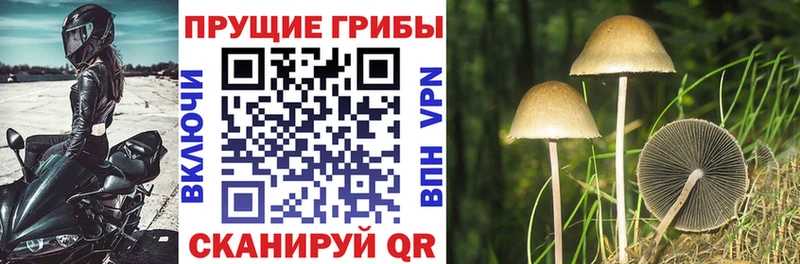 Псилоцибиновые грибы Magic Shrooms  купить наркотики цена  Щучье 
